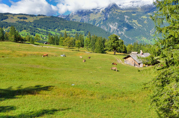 Fototapeta na wymiar スイス　登山鉄道車窓からのアルプスの風景