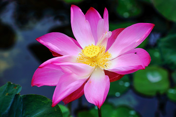 Pink lotus flower