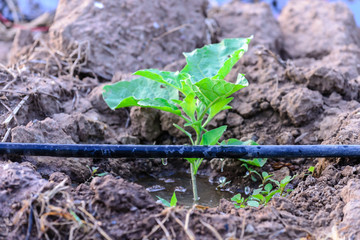 Water irrigation system on eggplant plantation.
