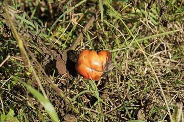 agricultural cultivation abandoned and rotting from the sun