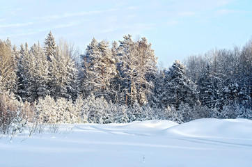 Forest winter with a narrow road