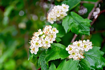 Hawthorn white flowers