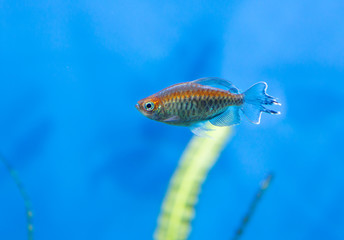 Аквариумная рыбка Голубой конго - obrazy, fototapety, plakaty