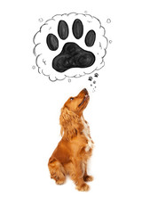 Cute cocker spaniel with paw above her head