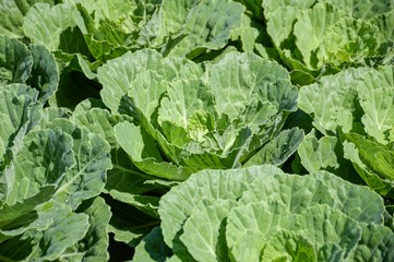 Naklejka premium green cauliflower plants in vegetable garden