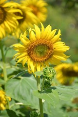 beautiful sunflower in nature garden Helianthus annuus