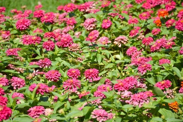 pink zinnia flower in garden