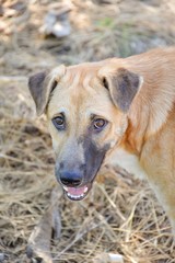 brown dog in nature garden