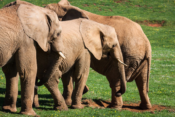 Fototapeta na wymiar Elephants family on African savanna. Safari in Amboseli, Kenya,