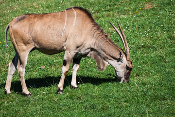 Goat in meadow. Goat herd