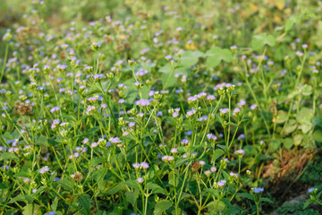 Colorful spring meadow flower.