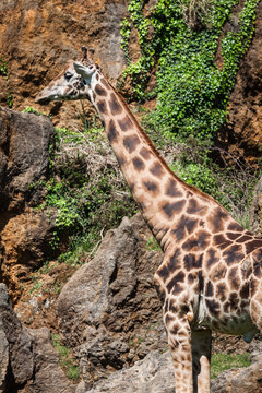 Eating giraffe on safari wild drive