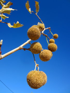 Plane tree seed balls (Platanus acerifolia)