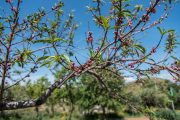 Mandorlo in Fiore