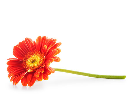 Orange Gerbera Daisy Flower