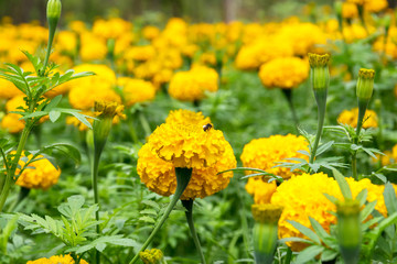 Golden yellow marigold flower.