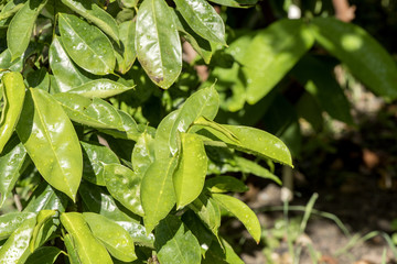 Soursop, Prickly Custard Apple, tree,Medicinal properties, to treat cancer.