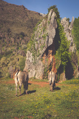 Naklejka premium The Grevy s zebra (Equus grevyi), sometimes known as the imperia
