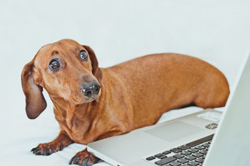 Cute little red dog looking scared at the laptop