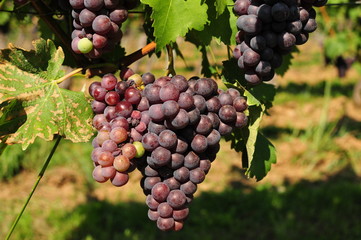 Weintraube Trollinger 