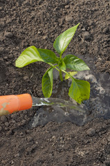 watering and planting peppers in the ground in spring