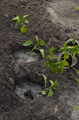 planting peppers in the ground in spring