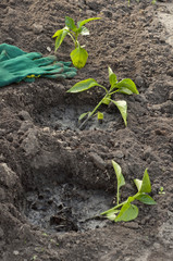 planting peppers in the ground in spring