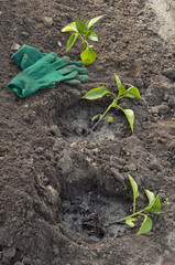 planting peppers in the ground in spring