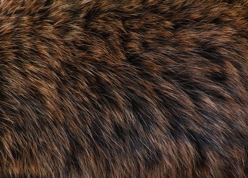 Bear fur on sale