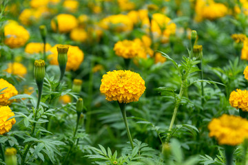 Golden yellow marigold flower.