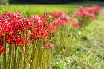 並んで咲くマンジュシャゲの花