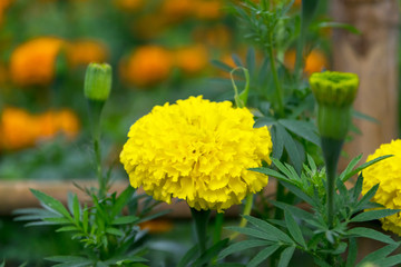 Golden yellow marigold flower.
