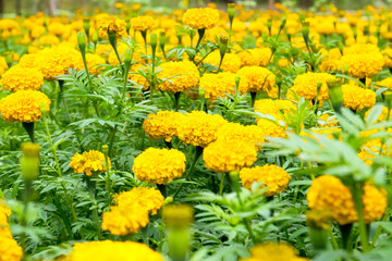 Golden yellow marigold flower.