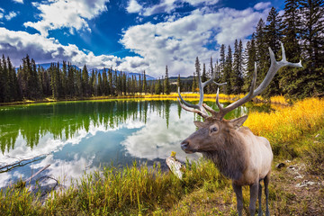 Fototapeta premium Proud deer antlered and round lake