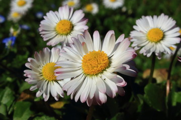 margherite fioritura primaverile