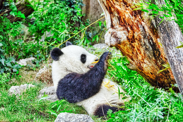 Fototapeta premium Cute bear panda actively chew a green bamboo sprout.