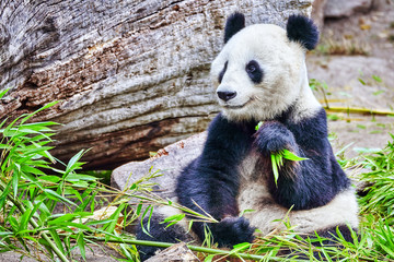 Cute bear panda actively chew a green bamboo sprout.