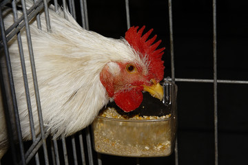 Gallina enjaulada comiendo