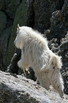 Mountain Goat charging down a mountain ravine in the western United States
