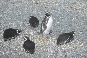 Magellanic penguins in the Beagle channel.