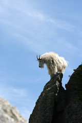 Mountain Goat in iconic pose on Black Elk - Harney Peak in the Black Hills of South Dakota USA © htrnr