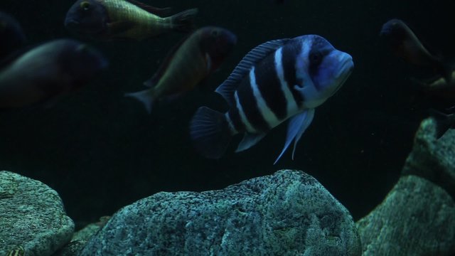 Peces c&iacute;clidos del lago Tanganica, Frontosa zaire blue