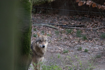 Zootiere