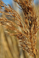 dry reed