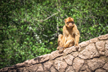 Closeup of barbary macaque monkey in Gibraltar