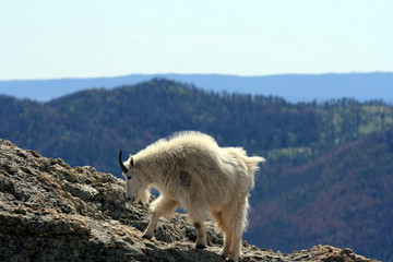 Mountain Goat on Harney Peak in Custer State Park with the Black Hills of South Dakota USA in the background