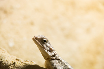 Zootiere
