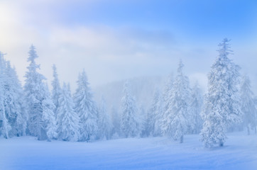 Winter landscape with pine forest covered by snow in Poiana Brasov - Romania