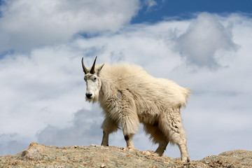 Mountain Goat with cloud background on top of Harney Peak in Custer State Park in the Black Hills of South Dakota USA © htrnr