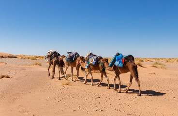 caravan going through the desert